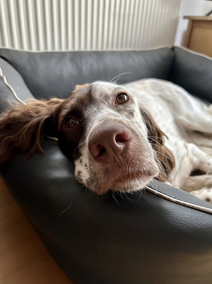 Hund schaut vertrauensvoll nach oben