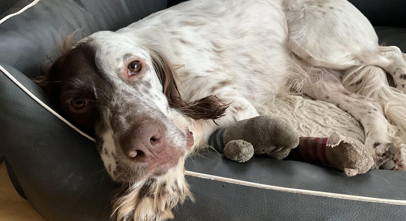 Hund entspannt zu Hause auf seinem Platz